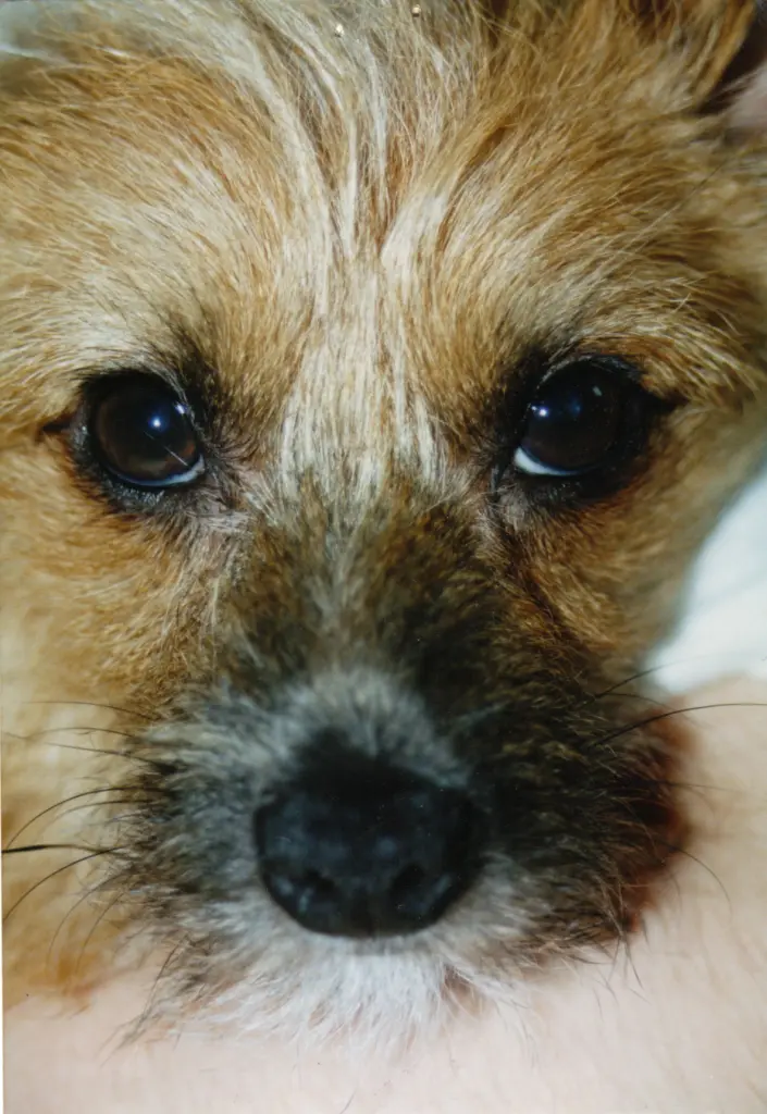 Image from Gismo