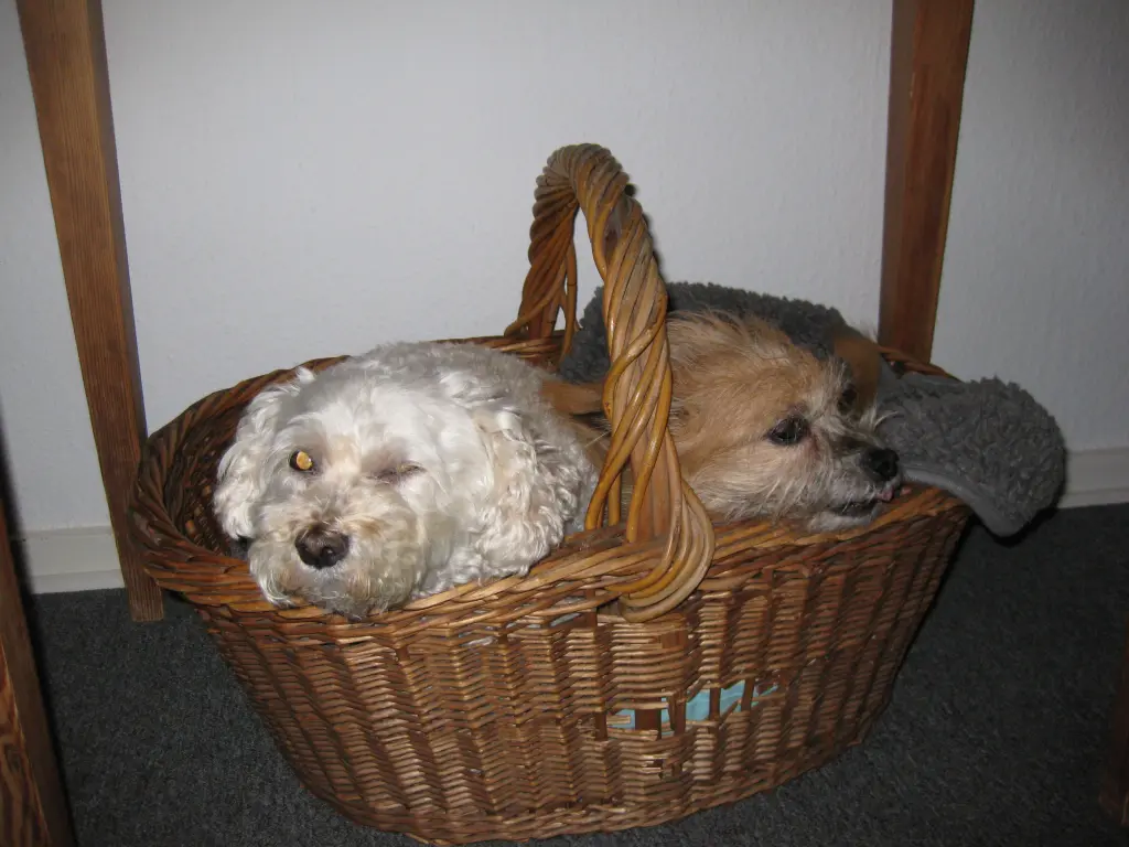 Image from Gismo