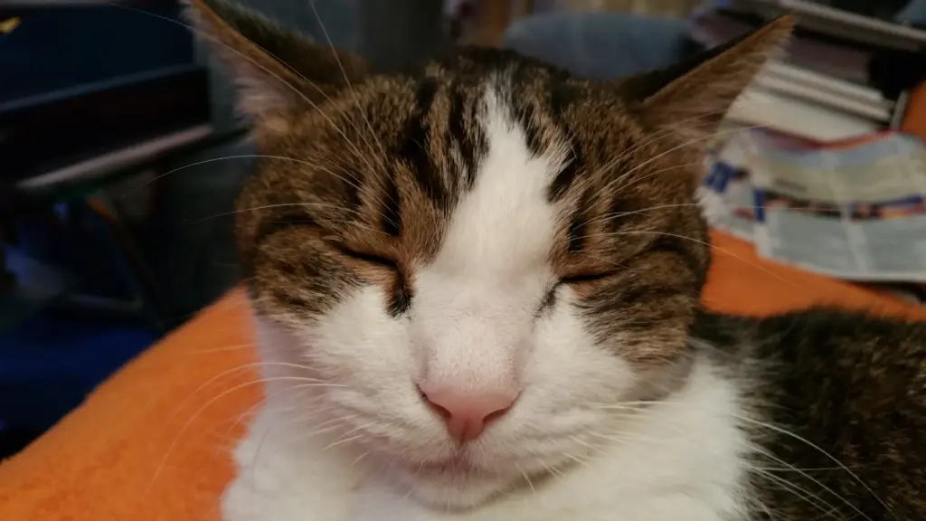 Condolence image of Tanja mit Timmy im Herzen
