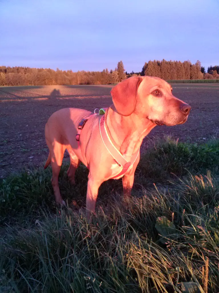 Bild von Tobi