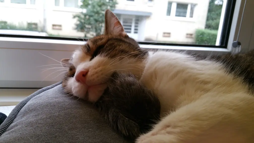 Condolence image of Tanja mit Timmy im Herzen 