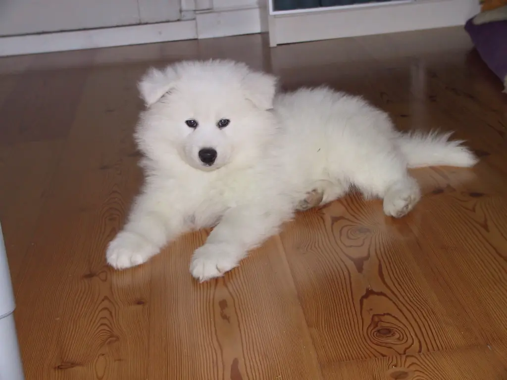 Image from Akiro