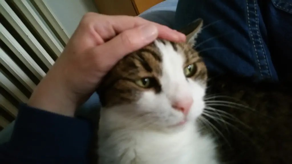 Condolence image of Tanja mit Timmy im Herzen