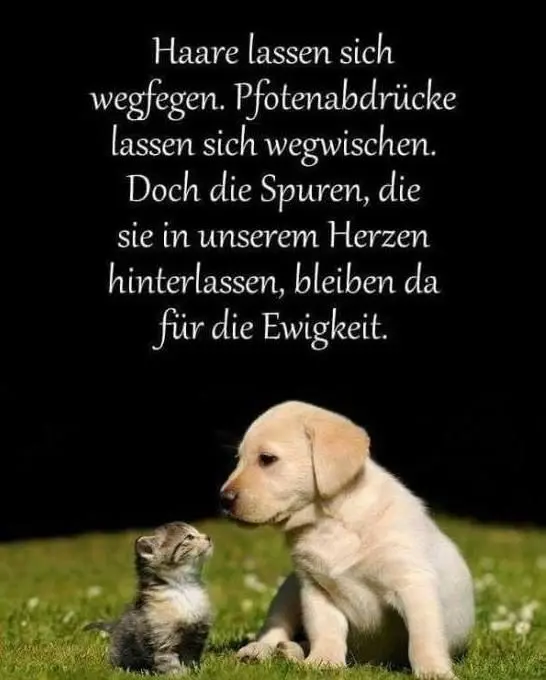 Condolence image of Olli ✨✨✨ und mir ♥️