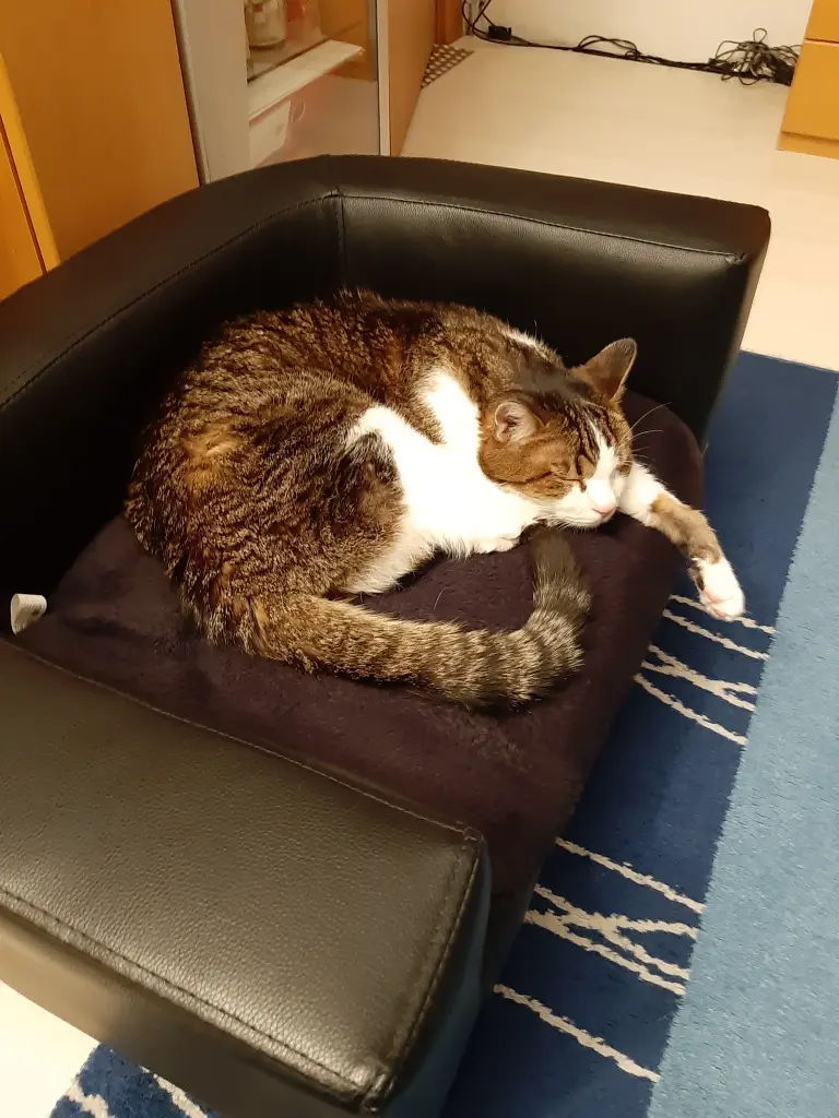 Condolence image of Tanja mit Timmy im Herzen