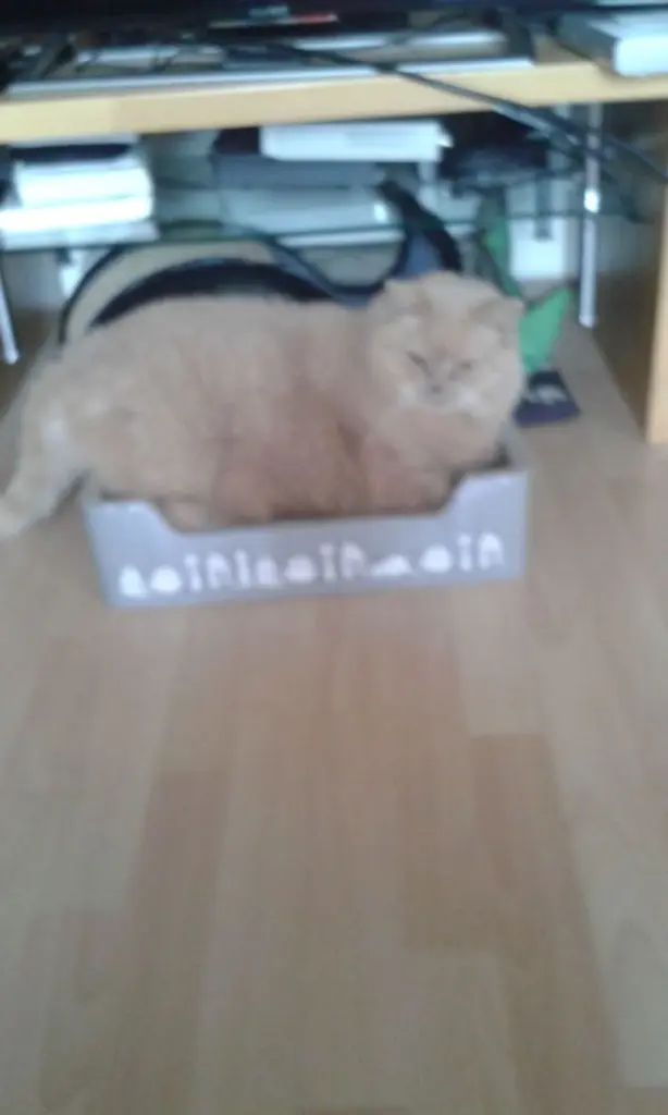 Condolence image of Für mein Frauchen ♥️♥️♥️