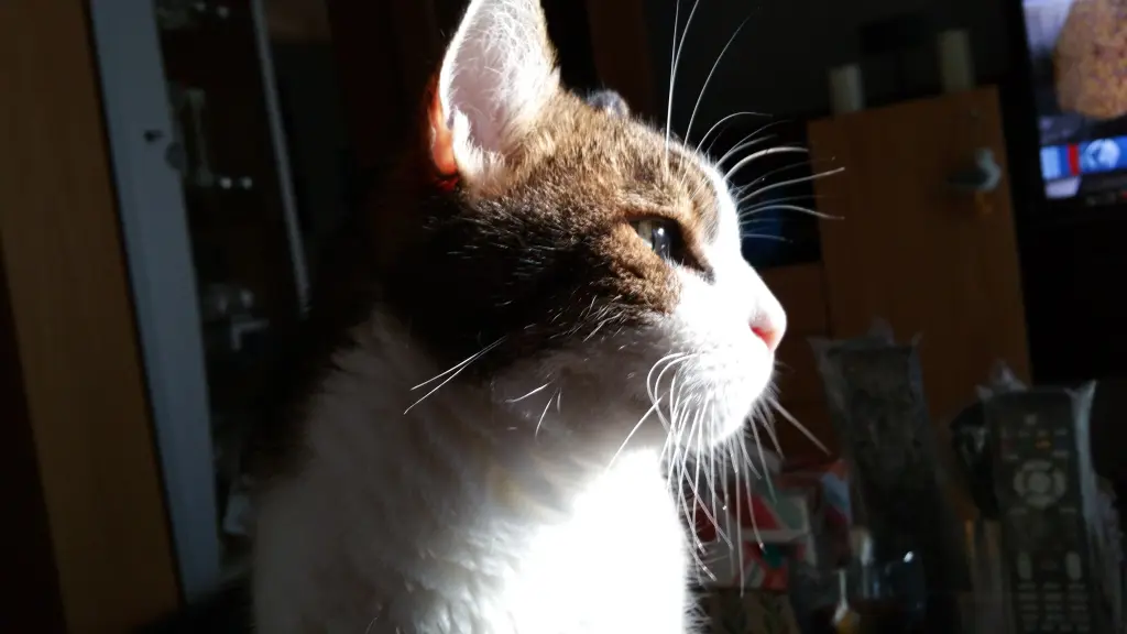 Condolence image of Tanja mit Timmy im Herzen