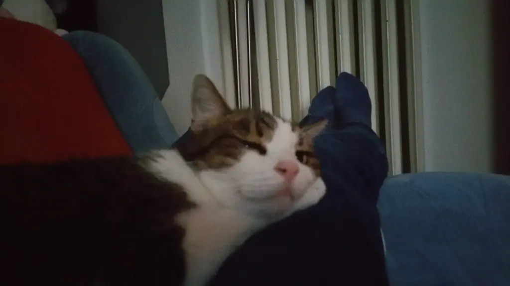 Condolence image of Tanja mit Timmy im Herzen
