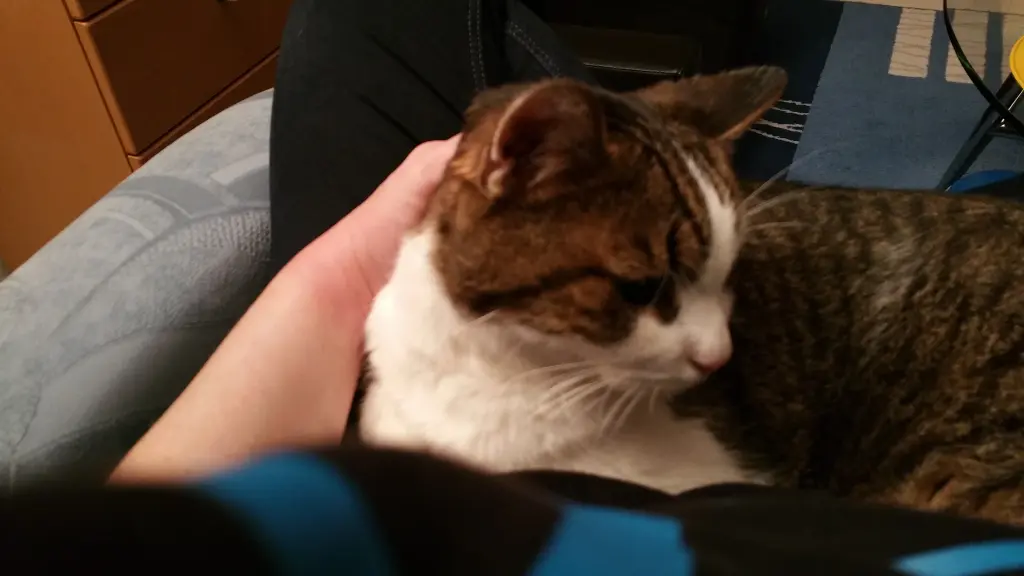 Condolence image of Tanja mit Timmy im Herzen