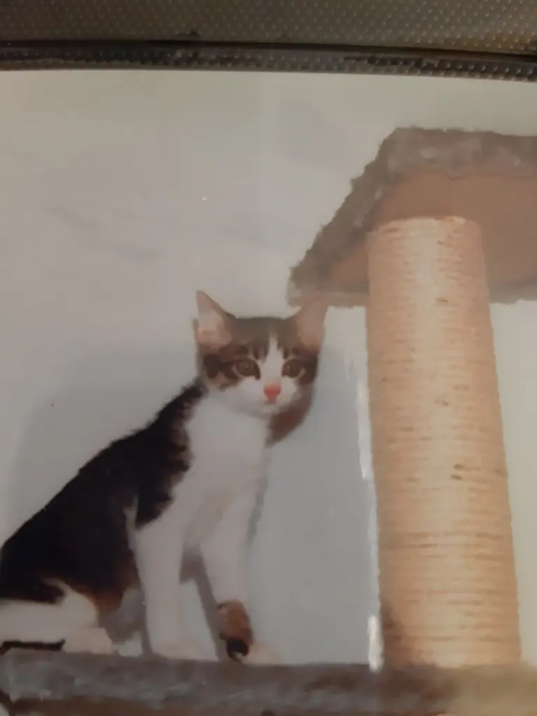 Condolence image of Tanja mit Timmy im Herzen