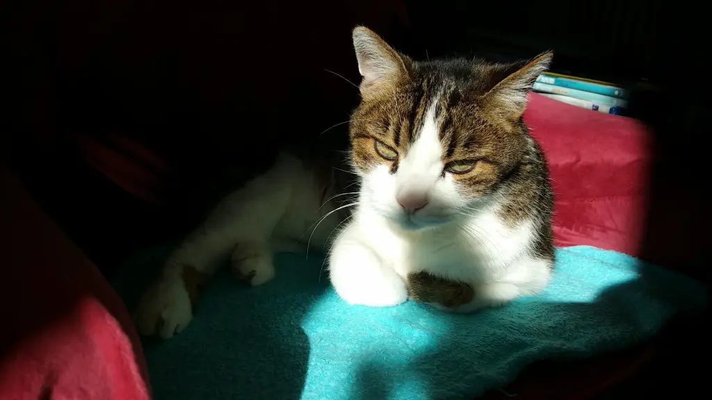 Condolence image of Tanja mit Timmy im Herzen
