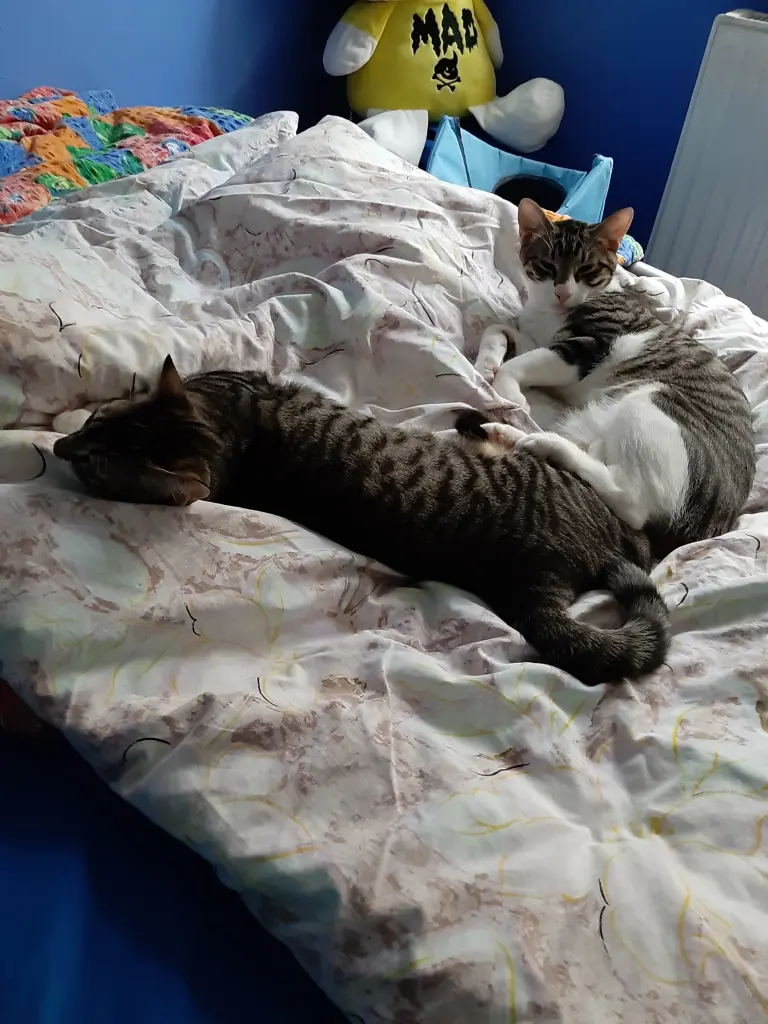 Condolence image of Tanja mit Timmy im Herzen