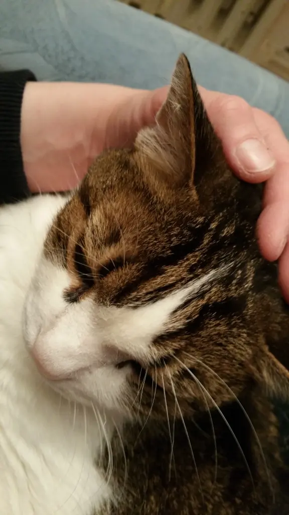 Condolence image of Tanja mit Timmy im Herzen