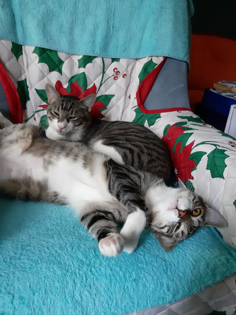 Condolence image of Tanja mit Timmy im Herzen