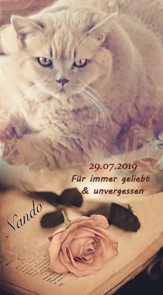 Condolence image of Sabine mit Kaspar tief im Herzen