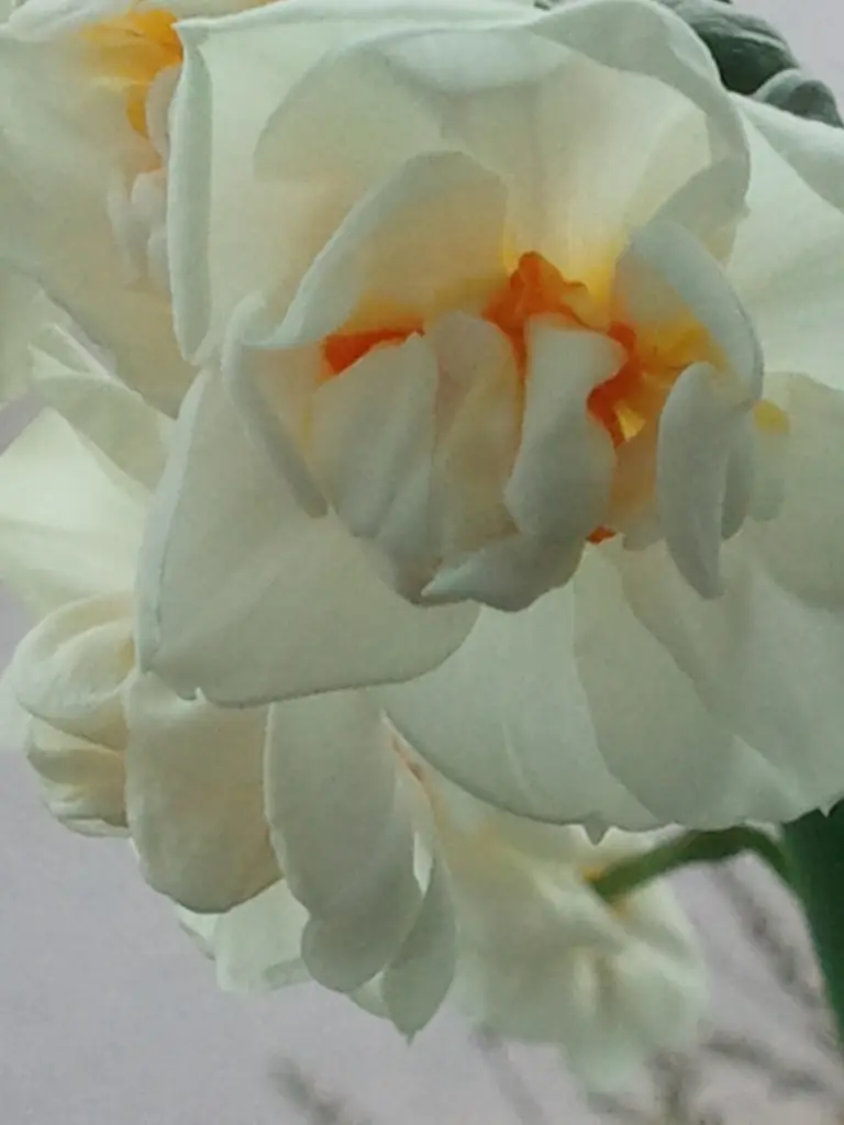 Condolence image of Sternchenpost..... von Nando