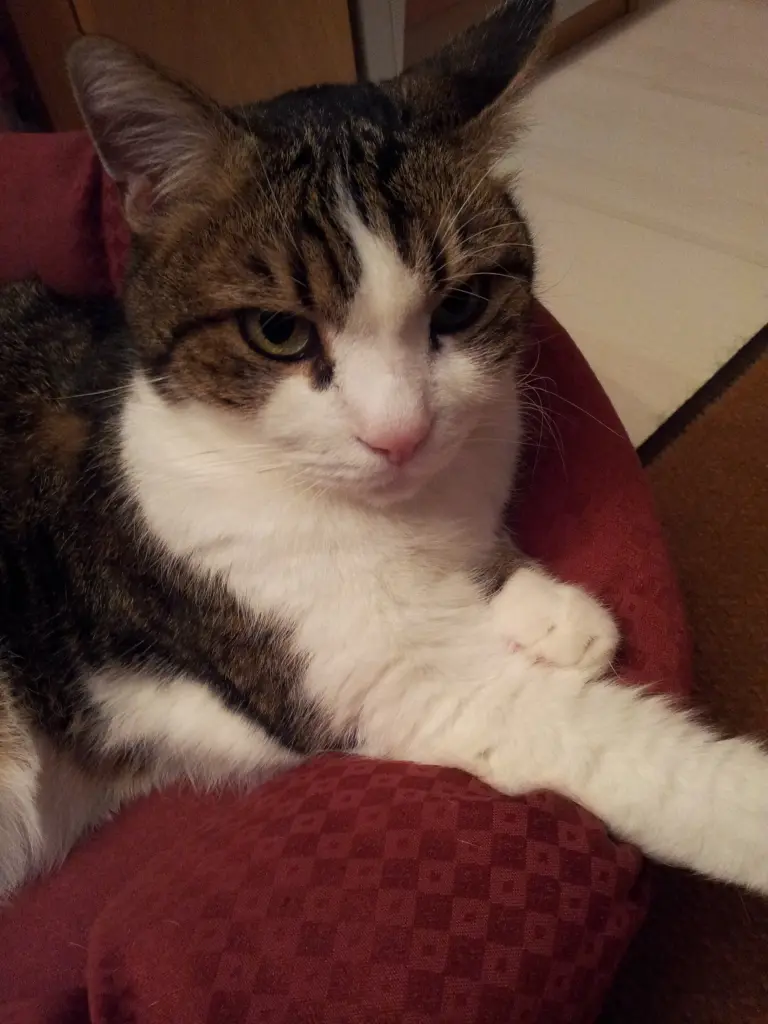 Condolence image of Tanja mit Timmy im Herzen