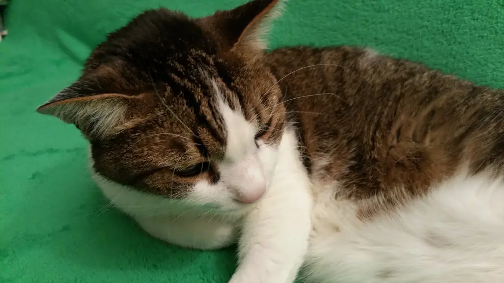 Condolence image of Tanja mit Timmy im Herzen 