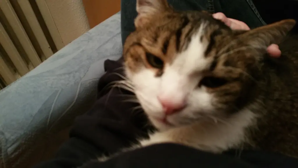 Condolence image of Tanja mit Timmy im Herzen 