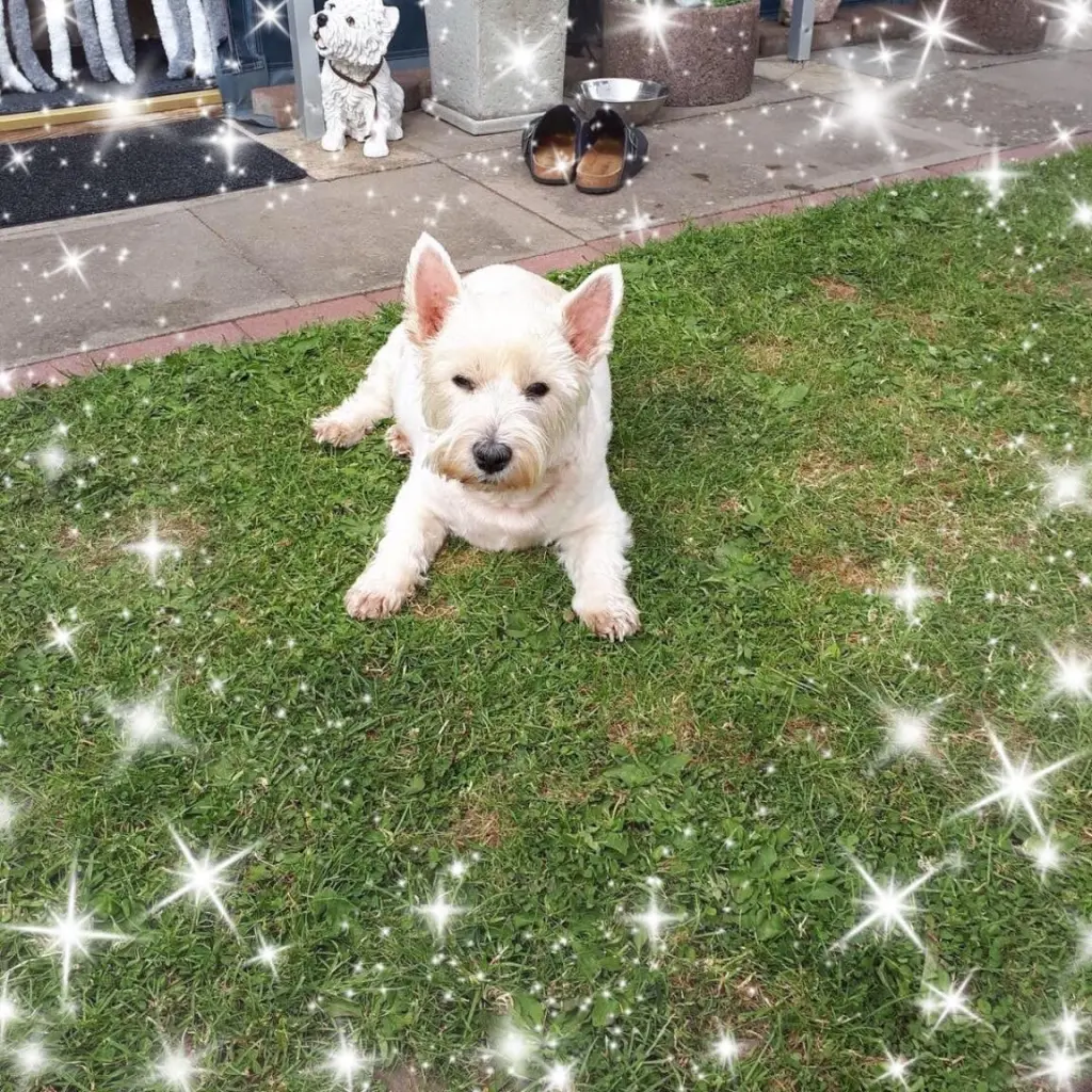 Condolence image of Olli ✨✨✨