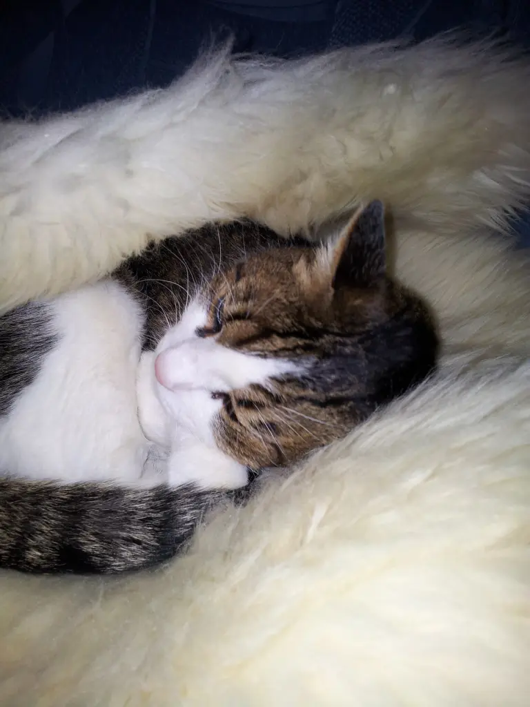 Condolence image of Tanja mit Timmy im Herzen