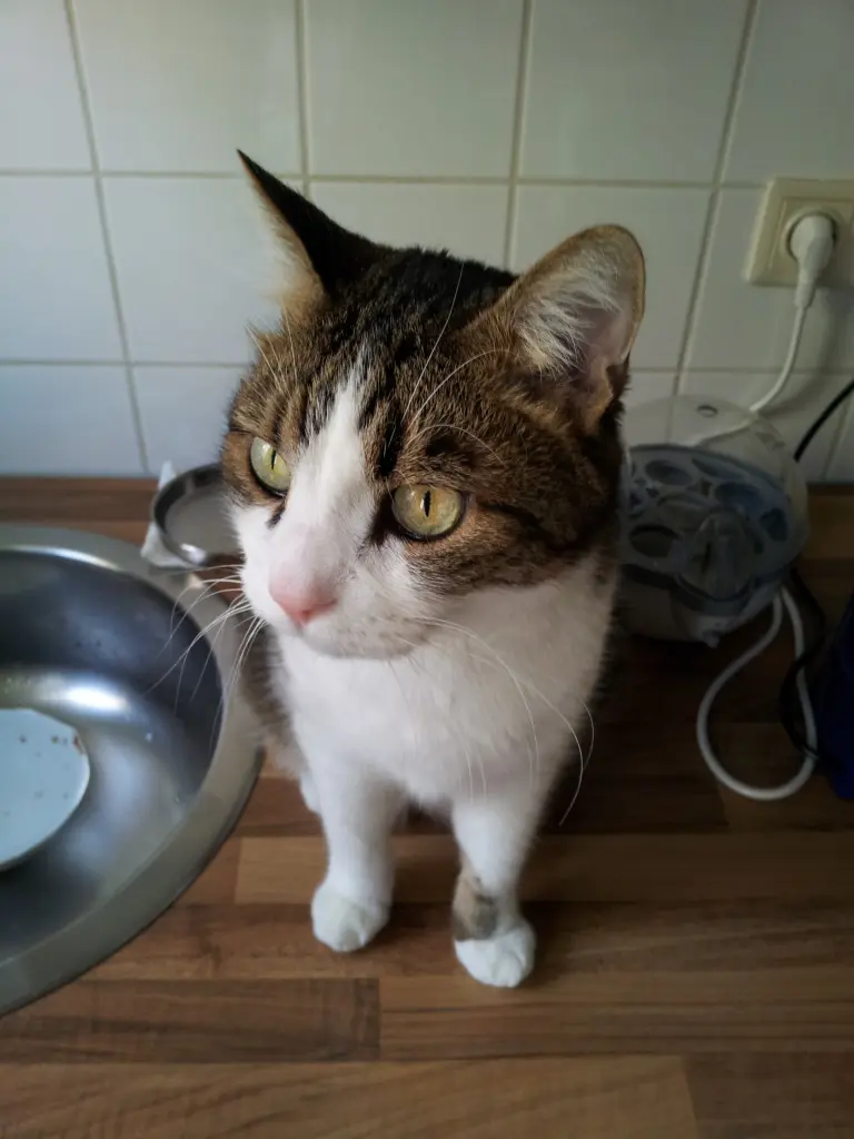 Condolence image of Tanja mit Timmy im Herzen