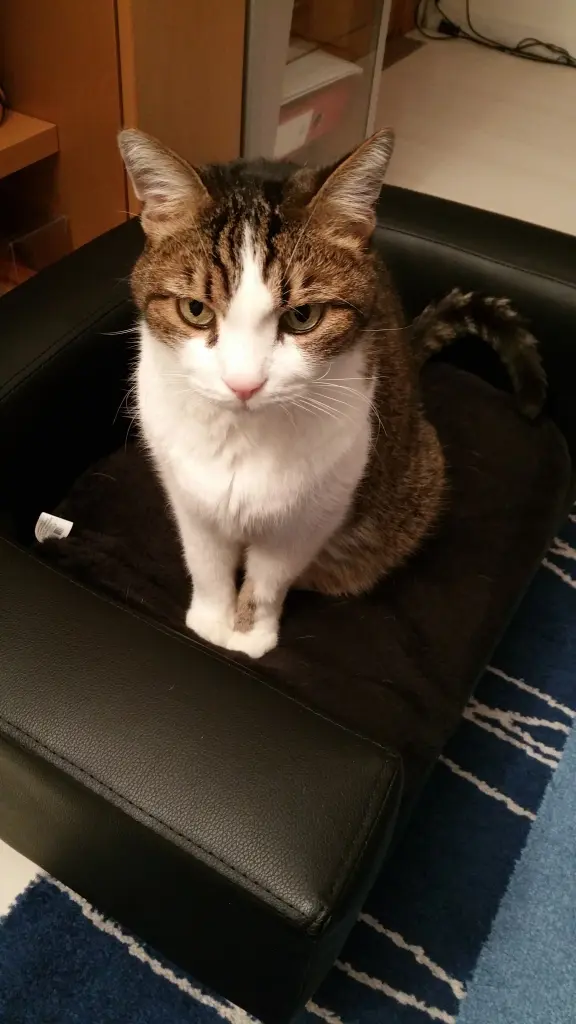 Condolence image of Tanja mit Timmy im Herzen