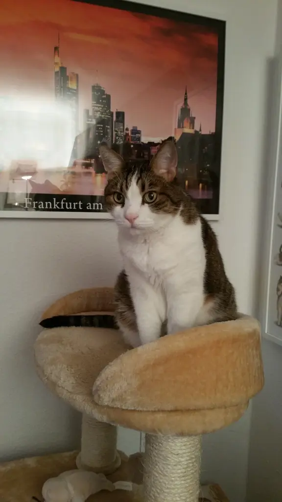 Condolence image of Tanja mit Timmy im Herzen