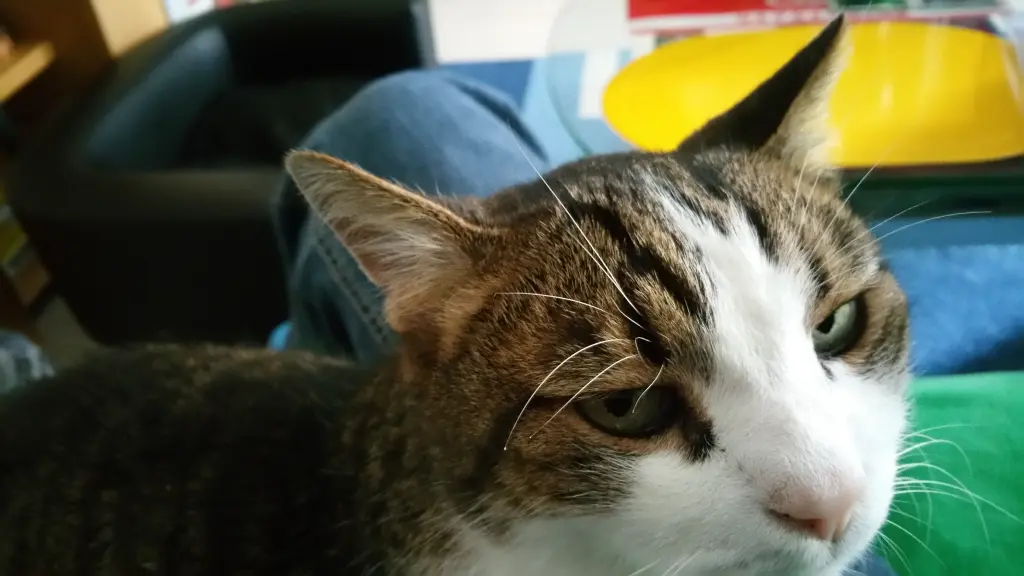 Condolence image of Tanja mit Timmy im Herzen
