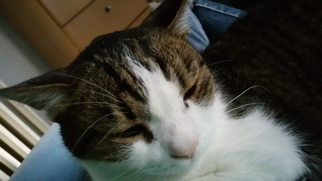 Condolence image of Tanja mit Timmy im Herzen