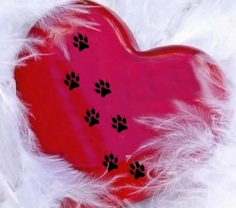 Condolence image of Tanja mit Timmy im Herzen