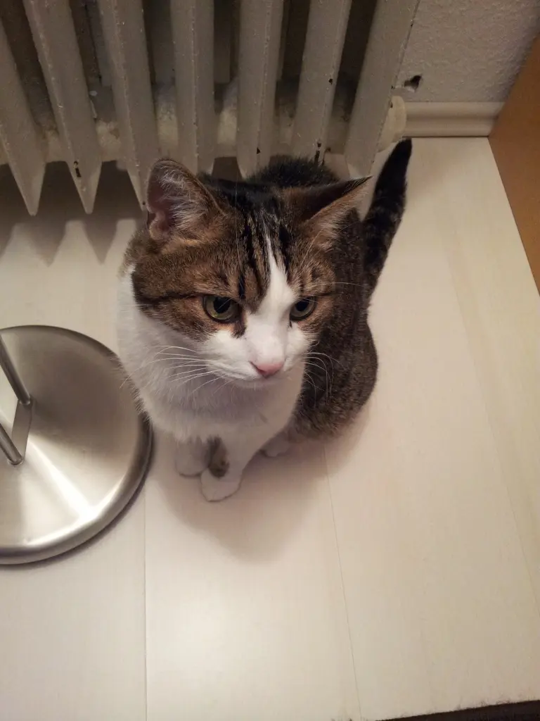 Condolence image of Tanja mit Timmy im Herzen