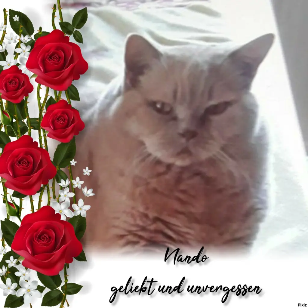 Condolence image of Jutta mit Purzel tief im Herzen✟08.05.2016