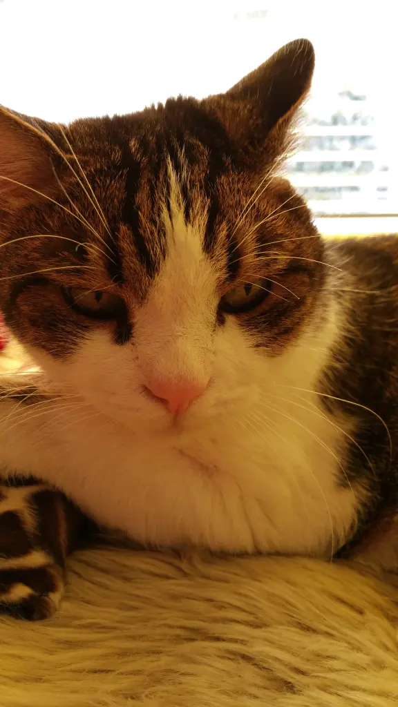 Condolence image of Tanja mit Timmy im Herzen