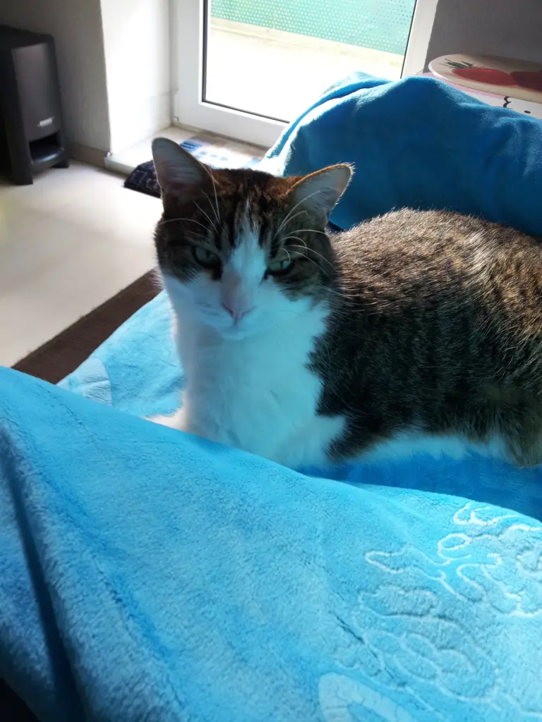 Condolence image of Tanja mit Timmy im Herzen