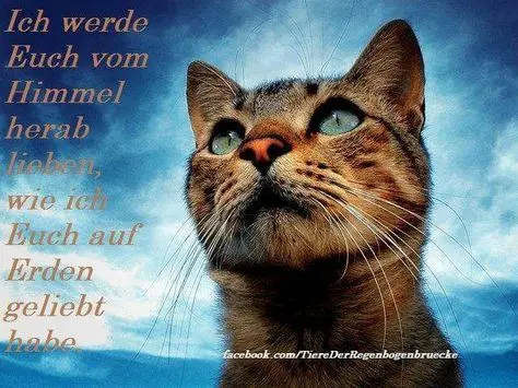 Condolence image of Tanja mit Timmy im Herzen