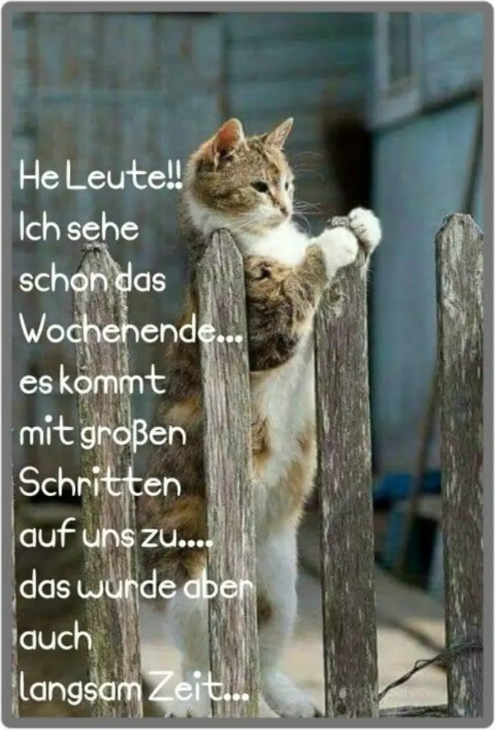 Condolence image of Tanja mit Timmy im Herzen