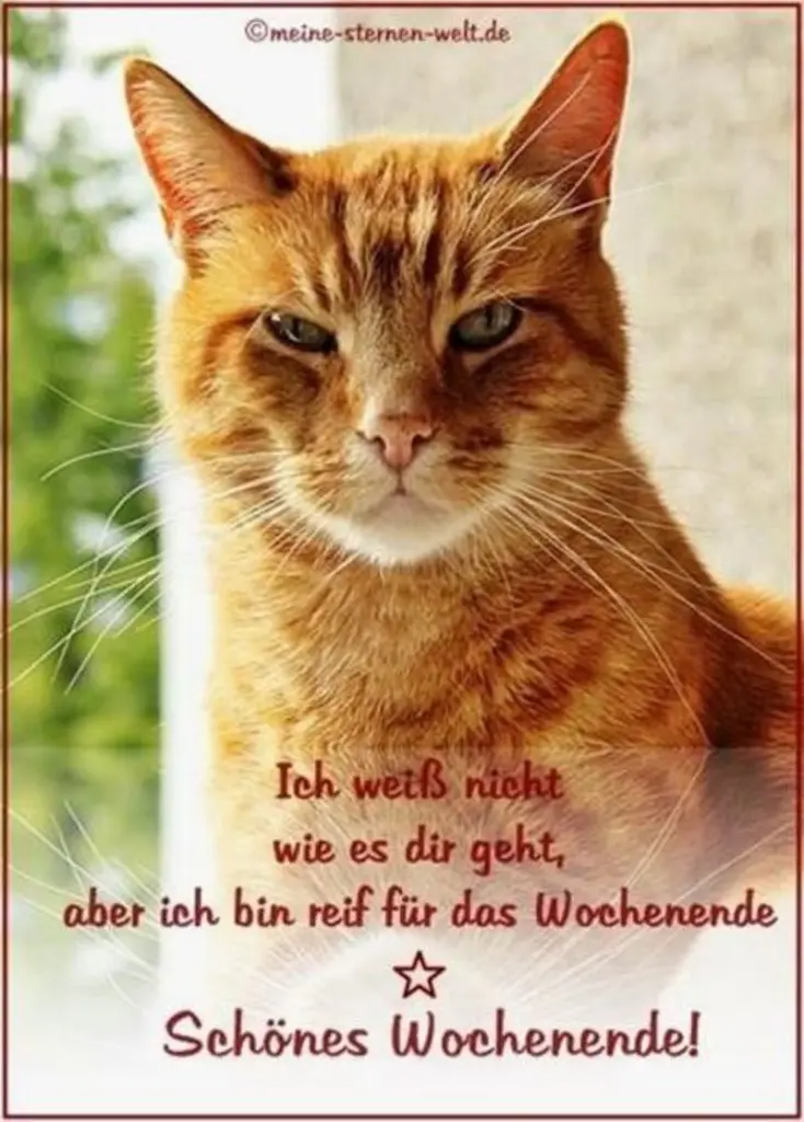 Condolence image of Tanja mit Timmy im Herzen