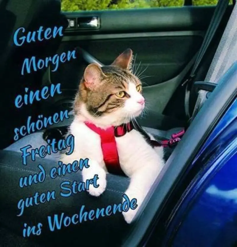Condolence image of Tanja mit Timmy im Herzen