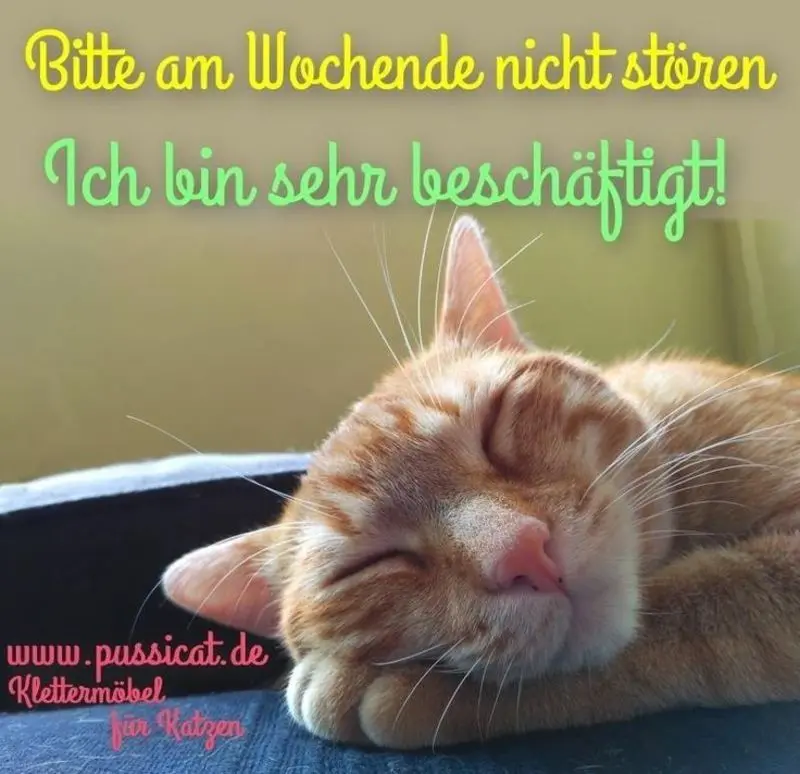 Condolence image of Tanja mit Timmy im Herzen