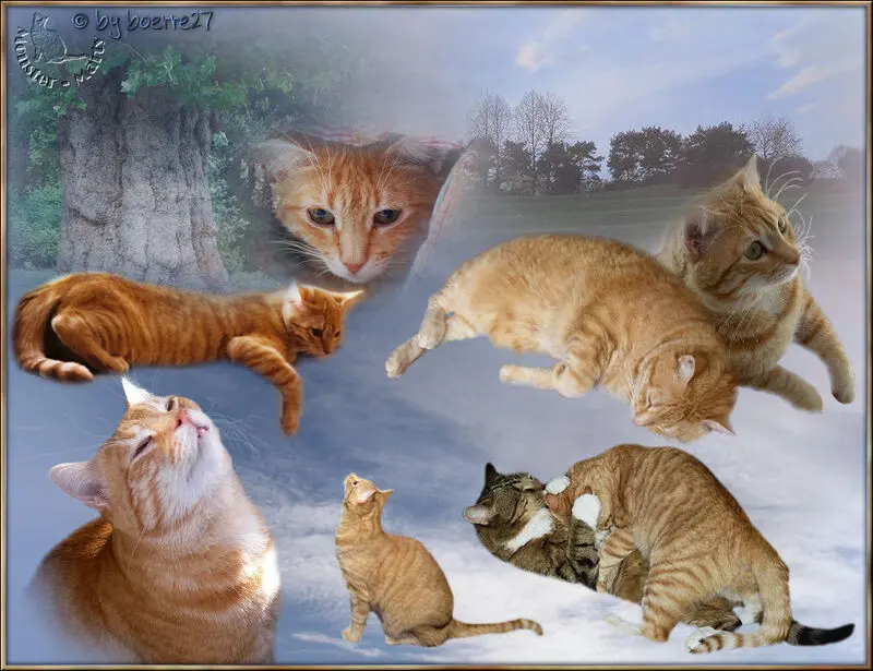 Condolence image of Tanja mit Timmy im Herzen 