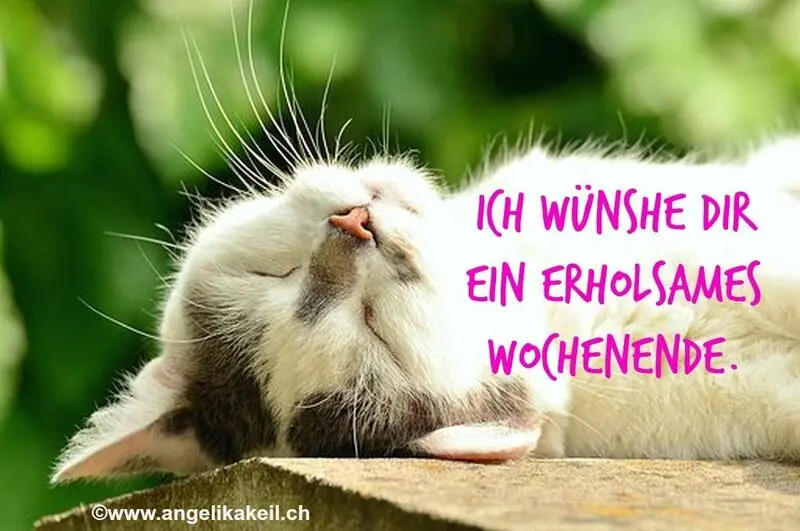 Condolence image of Tanja mit Timmy im Herzen 