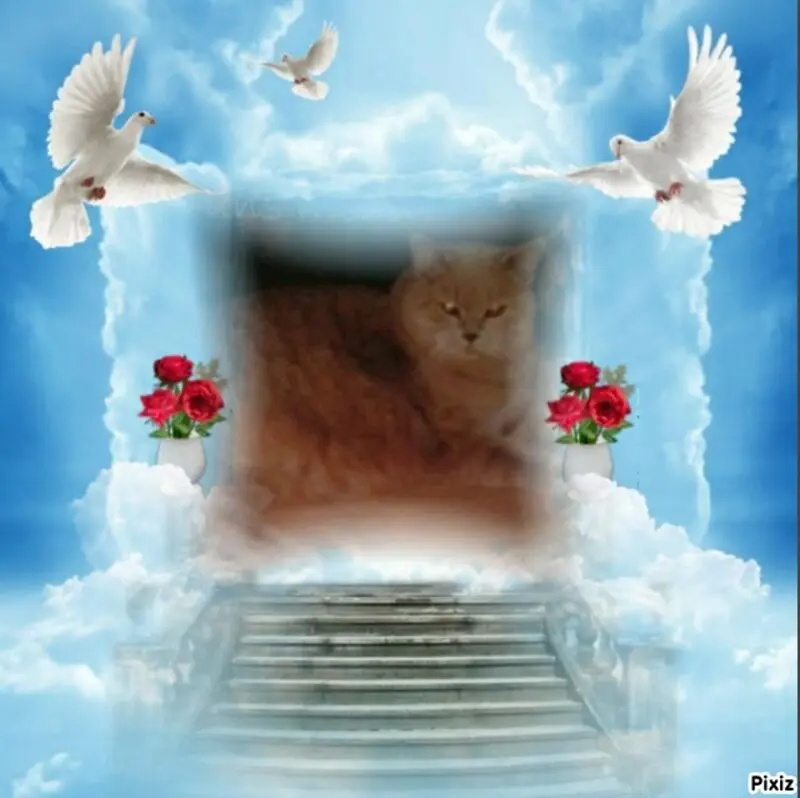Condolence image of Tanja mit Timmy im Herzen