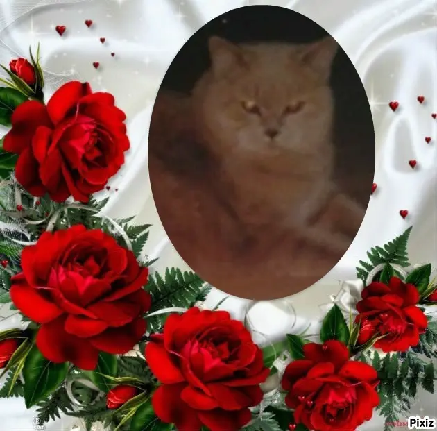 Condolence image of Tanja mit Timmy im Herzen 
