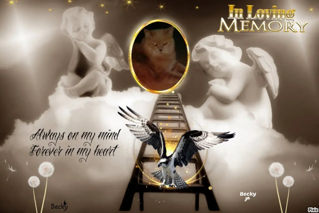 Condolence image of Tanja mit Timmy im Herzen