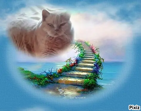 Condolence image of Tanja mit Timmy im Herzen