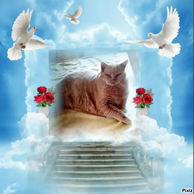 Condolence image of Tanja mit Timmy im Herzen