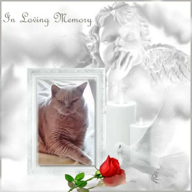 Condolence image of 3. Sternchen❤️❤️❤️Gedenktag❤️❤️❤️