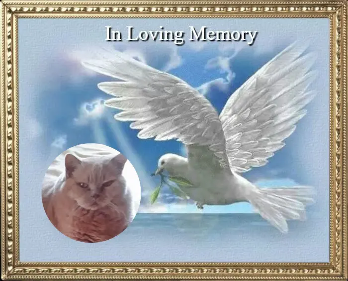 Condolence image of 3. Sternchen❤️❤️❤️Gedenktag❤️❤️❤️