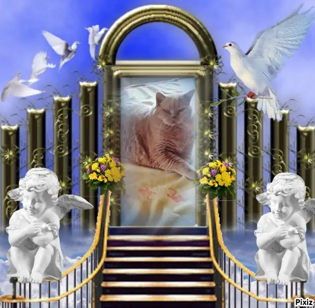 Condolence image of Tanja mit Timmy im Herzen 